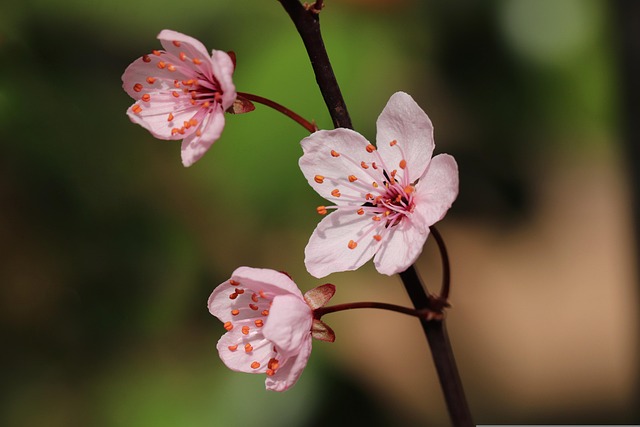 plum blossom, blooming branch, ornamental plum, hd wallpaper, hd background, petals, flowering branch, blossoms, branch, hd wallpaper, hd wallpaper, hd wallpaper, hd wallpaper, hd wallpaper, hd background - 4K 8K wallpaper background by Nennieinszweidrei | Pix8K