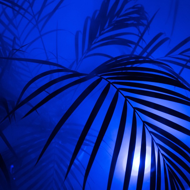 palm tree, diffuse, art, hip, hipster, nature, fog, neon, colour, disco, party, series image, the shade, background, artificially, lighting, image series, neon light, neon lights, yukka, beautiful wallpaper, lamp, smoke, schemes, light, multicoloured, leaf, artistic, iphone wallpaper - 4K 8K wallpaper background by web3525 | Pix8K