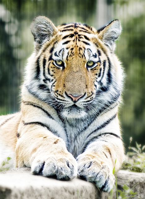 tiger, siberian tiger, big cat, zoo, nature, predator, dangerous, feline, wild ainmal, animal, mammal, animal world, tiger paws, animal portrait, carnivore - 4K 8K wallpaper background by Joachim_Marian_Winkler | Pix8K