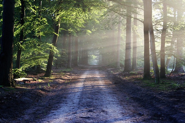 avenue, trees, path, sunbeams, sunrays, woods, woodlands, forest, trail, forest path, forest trail, nature path, nature trail, nature, landscape, netherlands, forest, forest, nature, nature, nature, nature, nature - 4K 8K wallpaper background by bertvthul | Pix8K