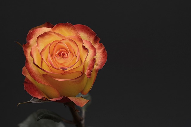 rose, flower, flower background, petal, floral, love, flower wallpaper, rose flower, orange, beautiful flowers, yellow, blossom, bloom, valentine's day, wedding, nature, romance, romantic - 4K 8K wallpaper background by anncapictures | Pix8K