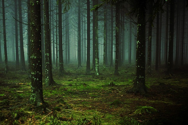 forest, trees, fog, moss, forest floor, trunks, woods, conifers, pine trees, pine forest, mysterious, cold, atmosphere, mood, wilderness, nature, forest, forest, forest, forest, forest - 4K 8K wallpaper background by cocoparisienne | Pix8K