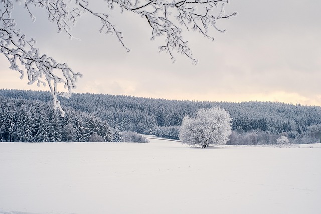 trees, snow, winter, landscape, covered in snow, nature, winter landscape, sunset, cold, icy, snow, winter, landscape, landscape, landscape, landscape, landscape, winter landscape - 4K 8K wallpaper background by NickyPe | Pix8K
