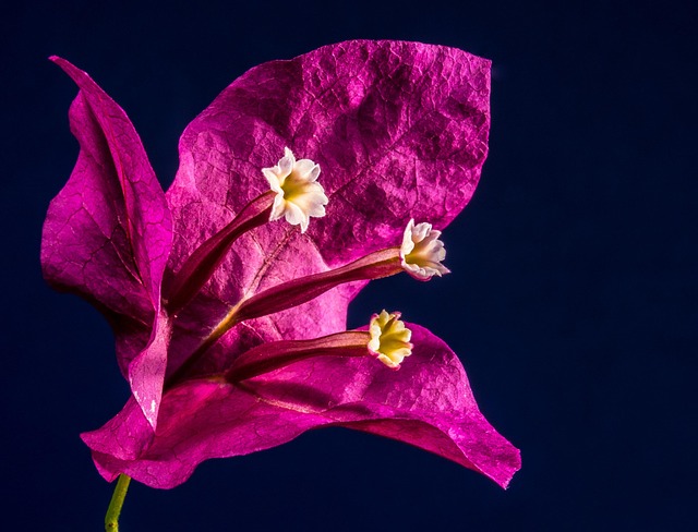 bougainvillea, blossom, flower background, bloom, flower, pink, bougainville, triple flower, four o'clock plant, nature, flower wallpaper, nyctaginaceae, beautiful flowers, red, close up - 4K 8K wallpaper background by Josch13 | Pix8K