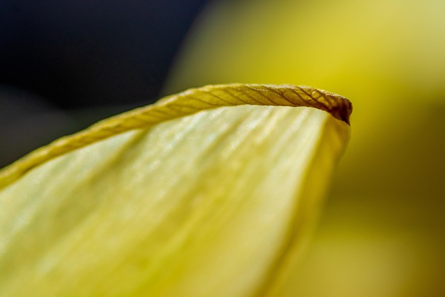 petals, flower, desktop backgrounds, botany, blossom, bloom, 4k wallpaper, flower wallpaper, nature, hd wallpaper, free background, full hd wallpaper, detail, beautiful flowers, macro, windows wallpaper, laptop wallpaper, wallpaper hd, wallpaper 4k, 4k wallpaper 1920x1080, mac wallpaper, flower background, beautiful wallpaper, cool backgrounds, background, free wallpaper, floral background, plant - 4K 8K wallpaper background by analogicus | Pix8K