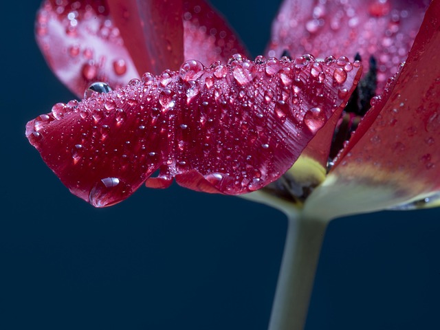 spring, 4k wallpaper, 4k wallpaper 1920x1080, beautiful flowers, flower background, beautiful nature, free wallpaper, laptop wallpaper, nature background, flower, trickle, free background, non, full hd wallpaper, hd wallpaper, flower wallpaper, nature, wallpaper hd, macro, liquid, background, water, affix, wallpaper 4k, spring rain, wallpapers, cool backgrounds, windows wallpaper, mac wallpaper, desktop backgrounds, beautiful wallpaper, plant, floral background, nature wallpaper, background image - 4K 8K wallpaper background by 김경복 | Pix8K