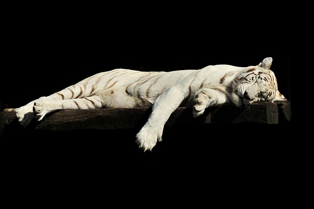 tiger, white tiger, asleep, nature, pet, big cat, wild cat, feline, lazy, sleeping, animal, zoo, cat, carnivore, predator, animal world, wildlife - 4K 8K wallpaper background by Pexels | Pix8K