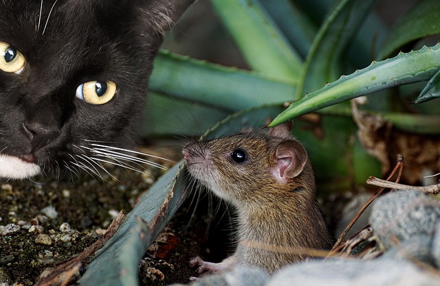cat, mouse, animal, cute, catch, hunt, domestic cat, attentive, predator, lurk, prey, fur, nature, rodent, button eyes, curious, fun, game, to hunt, image editing, composing, emotion, emotions, mood, funny, pet, fun image, clever, crafty mouse, face to face - 4K 8K wallpaper background by suju-foto | Pix8K