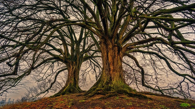 tree, nature, wood, bare tree, tribe, aesthetic, spring, deciduous tree, double, moss, structure, hd wallpaper, lavizzara, beautiful nature, old, linden tree, sunlight, sunrays, 4k wallpaper, nature background, nature wallpaper, zoom background - 4K 8K wallpaper background by jplenio | Pix8K